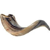 Ram Horn Shofar