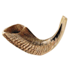 Ram Horn Shofar