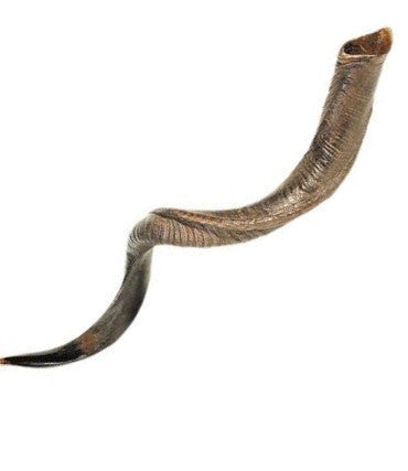 Kudu (Yemenite) Shofar